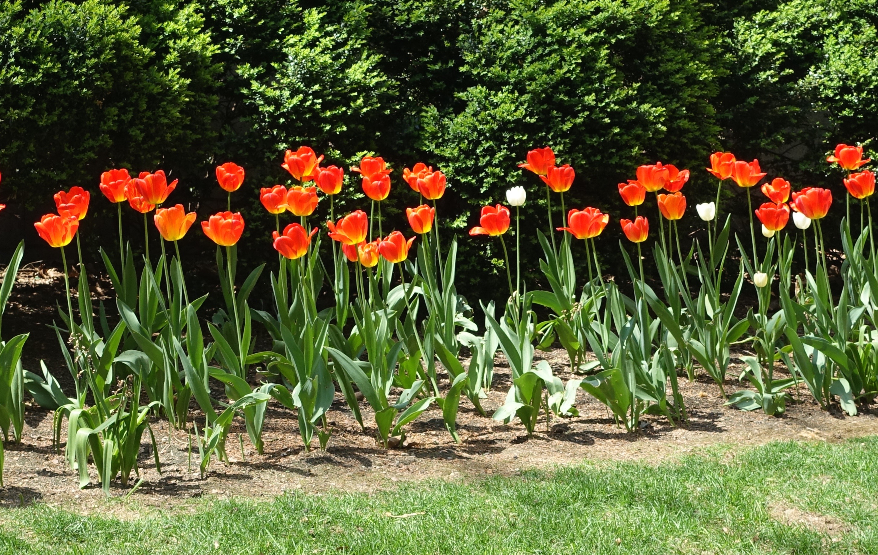 Spring orange blossoms